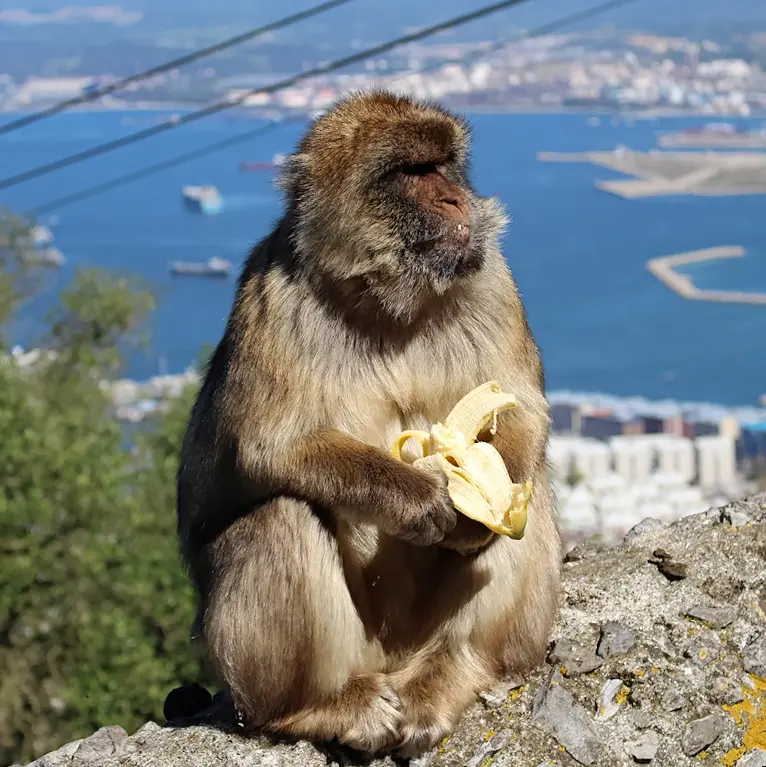 Gibraltar (33km) - Gibraltar is home to numberous species of animals. You'll most likely encounter Magotes - wild Giblartar monkeys, considered a hallmark of the place.